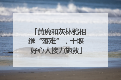 黄麂和灰林鸮相继“落难”，十堰好心人接力施救