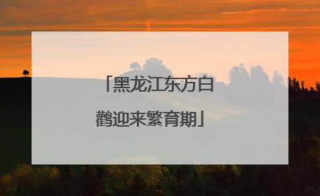 黑龙江东方白鹳迎来繁育期