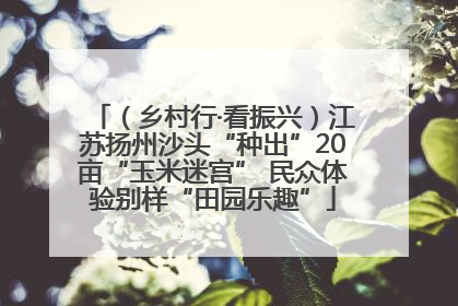 （乡村行·看振兴）江苏扬州沙头“种出”20亩“玉米迷宫” 民众体验别样“田园乐趣”